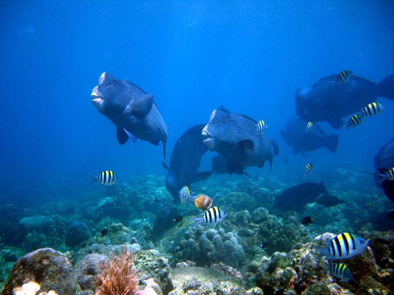 Matahari Tulamben Resort, Dive & Spa Facilități foto